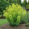Winecraft Gold® Smokebush -Perennials Store Cotinus Winecraft Gold 1
