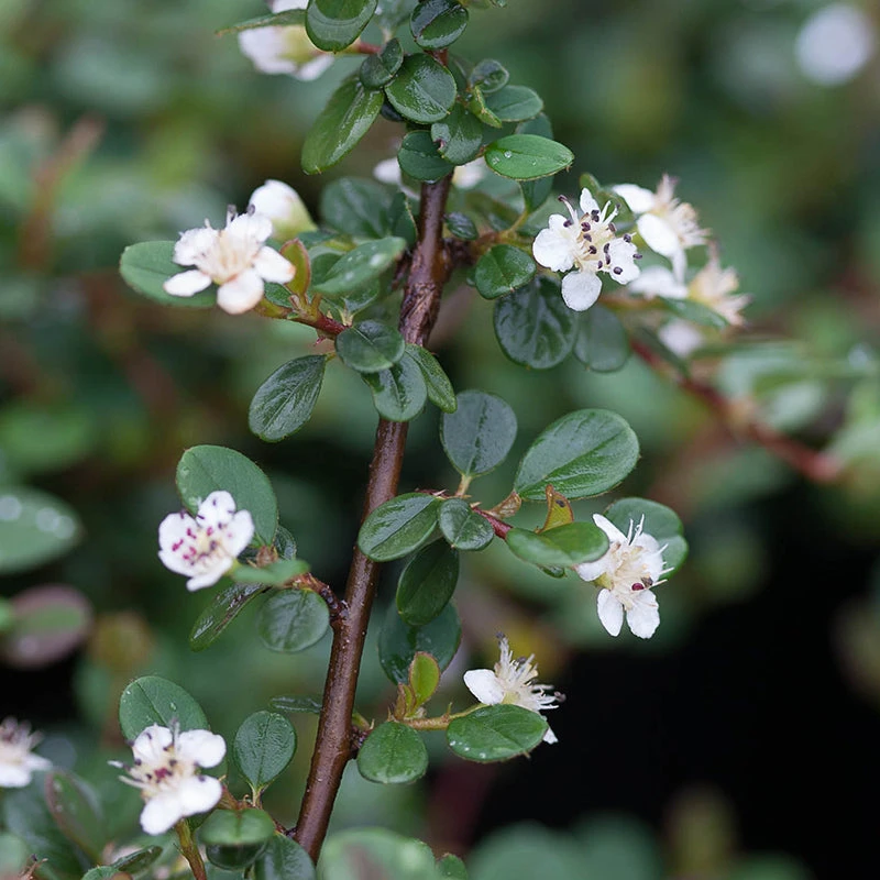 Little Dipper® Cotoneaster 4 Little Dipper® Cotoneaster - Image 2