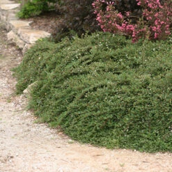 Little Dipper® Cotoneaster 8 Little Dipper® Cotoneaster -Perennials Store Cotoneaster Little Dipper 3