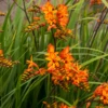 'Firestarter' Montbretia -Perennials Store CrocosmiaFirestarsFirestarter