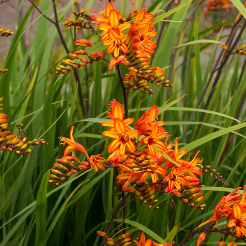 'Firestarter' Montbretia 3 'Firestarter' Montbretia