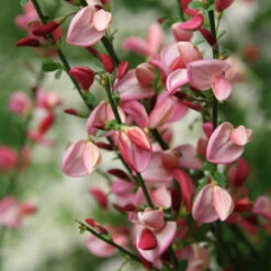 Sister Rosie® Scotch Broom 8 Sister Rosie® Scotch Broom -Perennials Store Cytisus Siste Rosie 3 P