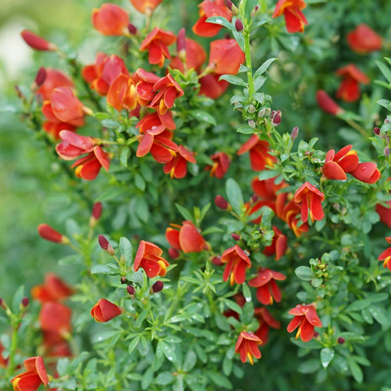 Sister Redhead® Scotch Broom 5 Sister Redhead® Scotch Broom - Image 3
