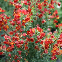 Sister Redhead® Scotch Broom 12 Sister Redhead® Scotch Broom -Perennials Store Cytisus Sister Redhead 5 P