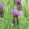 Anouk Spanish Lavender -Perennials Store DETA2 8031