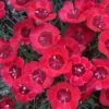 'Eastern Star' Dianthus -Perennials Store DIAES1Q 1 sw