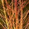 Arctic Sun® Dogwood -Perennials Store DOGASSQ 1 46dcc979 584a 4a8d 8f9b 898406e5b641 sw