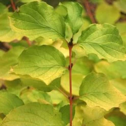 Arctic Sun® Dogwood -Perennials Store DOGASSQ 4 727e43ee 43b4 470f b63a 0dd8f0970eaa sw