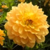 'Karma Gold' Dahlia 2 'Karma Gold' Dahlia -Perennials Store DahliaKarmaGold 160906gbo219