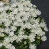 Hot Cakes® 'Coconut Crush' Ice Plant