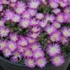 Hot Cakes® 'Fig Fusion' Ice Plant -Perennials Store Delosperma hot cakes fig fusion ice plant 1 P sw