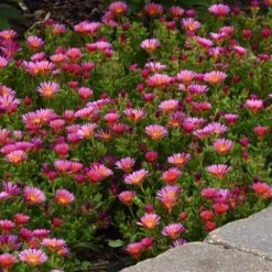 Ocean Sunset™ Orange Glow Ice Plant 5 Ocean Sunset™ Orange Glow Ice Plant -Perennials Store DelospermaOceanSunsetOrangeGlow