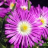 Wheels Of Wonder® Purple Wonder Ice Plant -Perennials Store DelospermaWheelsofWonderPurpleWonderPP316747