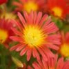Wheels Of Wonder® Fire Wonder Ice Plant -Perennials Store DelospermaWheelsofWonder FireWonder Bloom