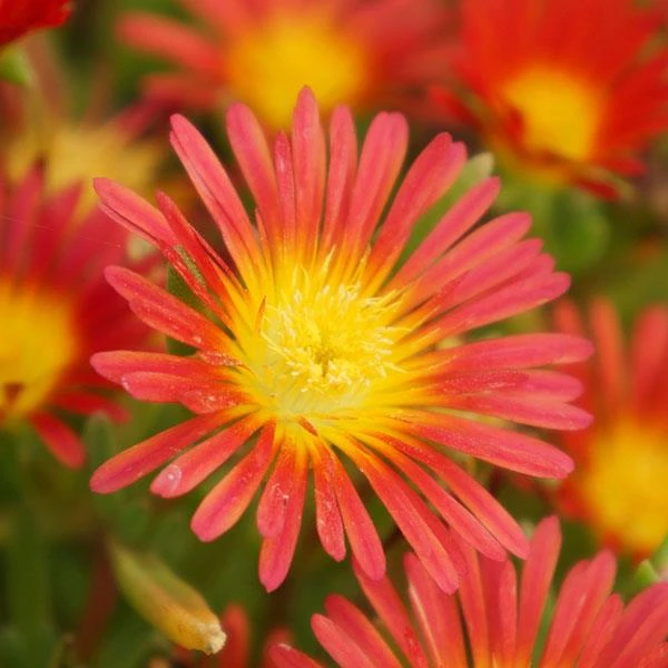 Wheels Of Wonder® Fire Wonder Ice Plant 3 Wheels Of Wonder® Fire Wonder Ice Plant