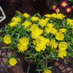 Wheels Of Wonder® Golden Wonder Ice Plant -Perennials Store DelospermaWheelsofWonder GoldenWonder Contai