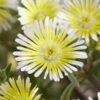 Wheels Of Wonder® Limoncello Ice Plant 2 Wheels Of Wonder® Limoncello Ice Plant -Perennials Store DelospermaWheelsofWonder LimoncelloWonder Bl