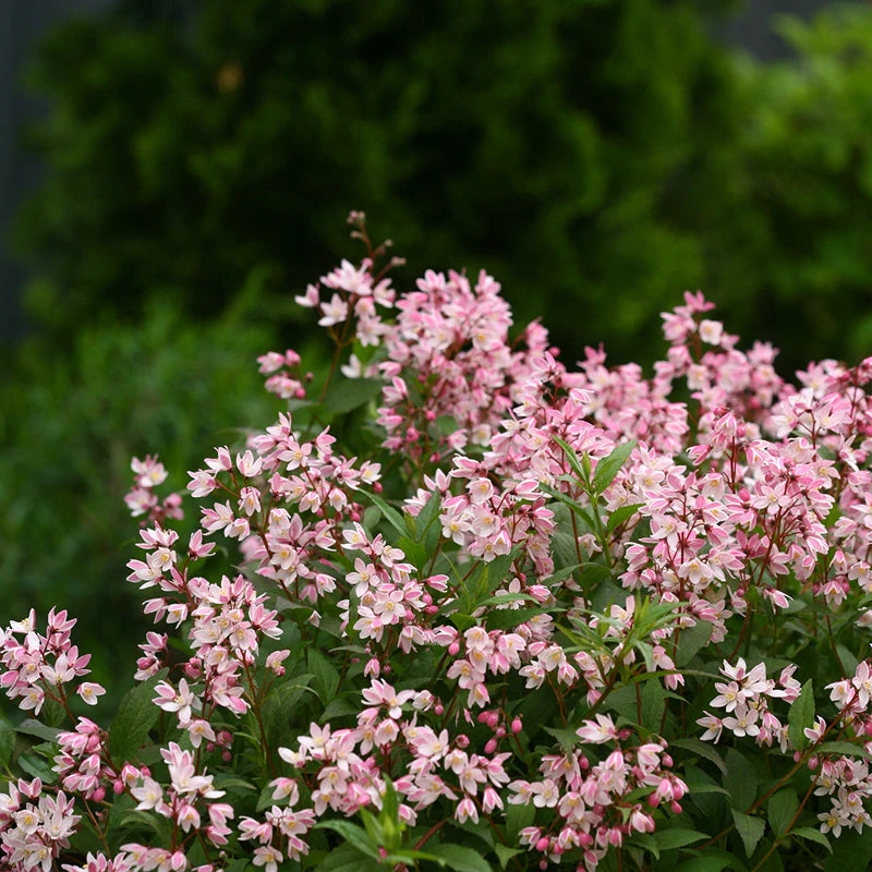 Yuki Cherry Blossom® Deutzia 4 Yuki Cherry Blossom® Deutzia - Image 2