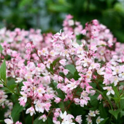 Yuki Cherry Blossom® Deutzia 12 Yuki Cherry Blossom® Deutzia -Perennials Store Deutzia Yuki Cherry Blossom 4 P