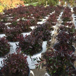 Yuki Cherry Blossom® Deutzia 14 Yuki Cherry Blossom® Deutzia -Perennials Store Deutzia Yuki Cherry Blossom 6 P