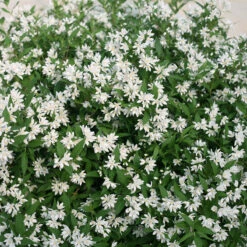 Yuki Snowflake® Deutzia -Perennials Store Deutzia Yuki Snowflake 4 P