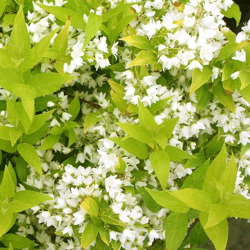 Chardonnay Pearls® Deutzia 4 Chardonnay Pearls® Deutzia - Image 2