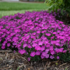 'Paint The Town Fuchsia' Dianthus -Perennials Store Dianthus Paint the Town Fuchsia 4 P