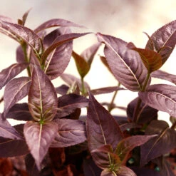 KodiakĀ® Black Diervilla