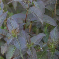 Kodiak® Black Diervilla -Perennials Store Diervilla Kodiak Black 3