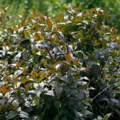 Kodiak® Black Diervilla -Perennials Store Diervilla Kodiak Black 4