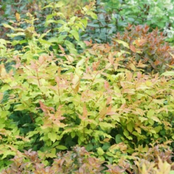 Kodiak Fresh™ Diervilla 7 Kodiak Fresh™ Diervilla -Perennials Store DiervillaKodiakFreshDSC08405 800x800 475481f