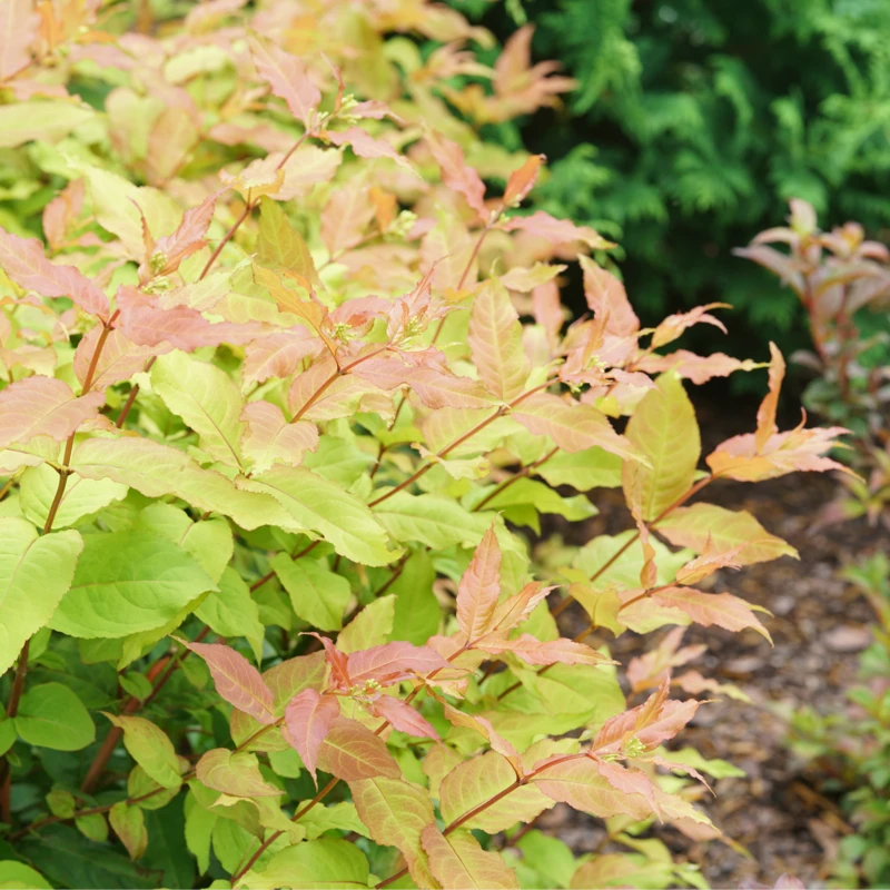 Kodiak Fresh™ Diervilla 3 Kodiak Fresh™ Diervilla