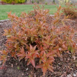 Kodiak® Red 2.0 Diervilla -Perennials Store Diervilla Kodiak Red 2 P1202456