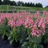 Arctic Fox™ Rose Foxglove -Perennials Store Digitalis Arctic Fox Rose 1