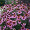 'Magnus Superior' Coneflower -Perennials Store ECHMG1Q 1
