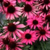 Dark Shadows™ 'Wicked' Coneflower -Perennials Store Echinacea Dark Shadows Wicked 2 2fa488b7 ed62 4737 8a89 3b6d4f67a22d