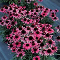 Dark Shadows™ 'Wicked' Coneflower 7 Dark Shadows™ 'Wicked' Coneflower -Perennials Store Echinacea Dark Shadows Wicked 4