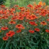 KismetĀ® Intense Orange Coneflower 1 KismetĀ® Intense Orange Coneflower -Perennials Store Echinacea Kismet Intense Orange 5 P