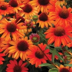 Kismet® Intense Orange Coneflower -Perennials Store Echinacea Kismet Intense Orange 7 P