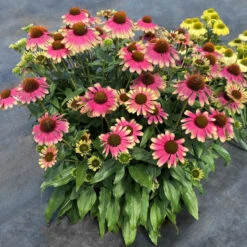Kismet® 'Pink Lemonade' Coneflower 9 Kismet® 'Pink Lemonade' Coneflower -Perennials Store Echinacea Kismet Pink Lemonade 4