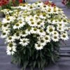 Kismet® White Coneflower 2 Kismet® White Coneflower -Perennials Store Echinacea Kismet White 1