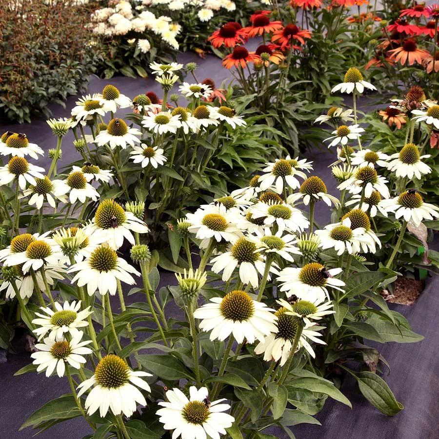 Kismet® White Coneflower 5 Kismet® White Coneflower - Image 3