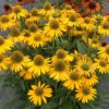 Kismet® Yellow Coneflower 1 Kismet® Yellow Coneflower -Perennials Store Echinacea Kismet Yellow 1 P