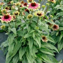 'Sweet Sandia' Coneflower -Perennials Store Echinacea Sweet Sandia 4