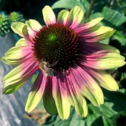 'Sweet Sandia' Coneflower -Perennials Store Echinacea Sweet Sandia 5