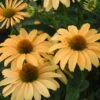 Color Coded® 'One In A Melon' Coneflower -Perennials Store Echinacea OneinaMelon Coneflower