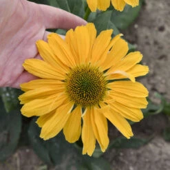 Color Coded® 'One In A Melon' Coneflower 8 Color Coded® 'One In A Melon' Coneflower -Perennials Store Echinacea OneinaMelon Coneflower 2