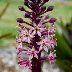 Perennials Store 14 Crowning Glory™ ‘Purple Reign’ Pineapple Lily