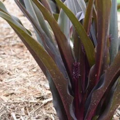 Perennials Store -Perennials Store Eucomis Purple Reign CJW18 1