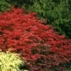 Fire Ball® Burning Bush -Perennials Store Euonymus Fire Ball 2 P sw